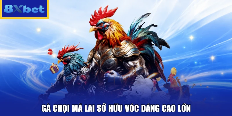 Gà chọi Mã Lai sở hữu vóc dáng cao lớn