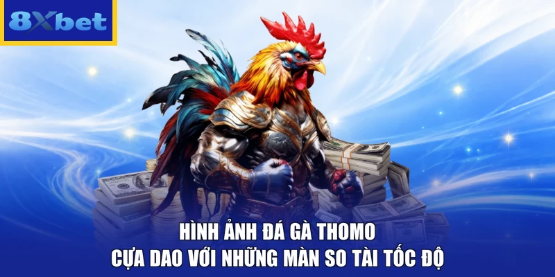 Hình ảnh đá gà Thomo cựa dao với những màn so tài tốc độ 
