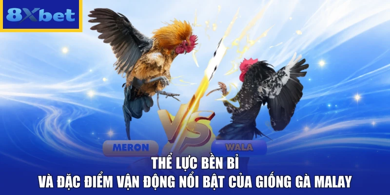 Thể lực bền bỉ và đặc điểm vận động nổi bật của giống gà Malay